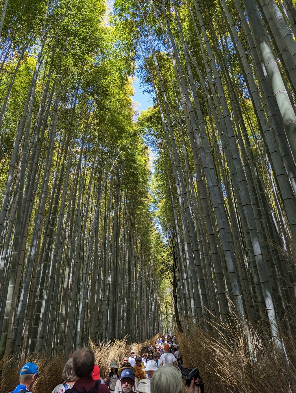 Ohkouchi Sansou Garden, Kyoto, Japan (April 19,&nbsp;2024)