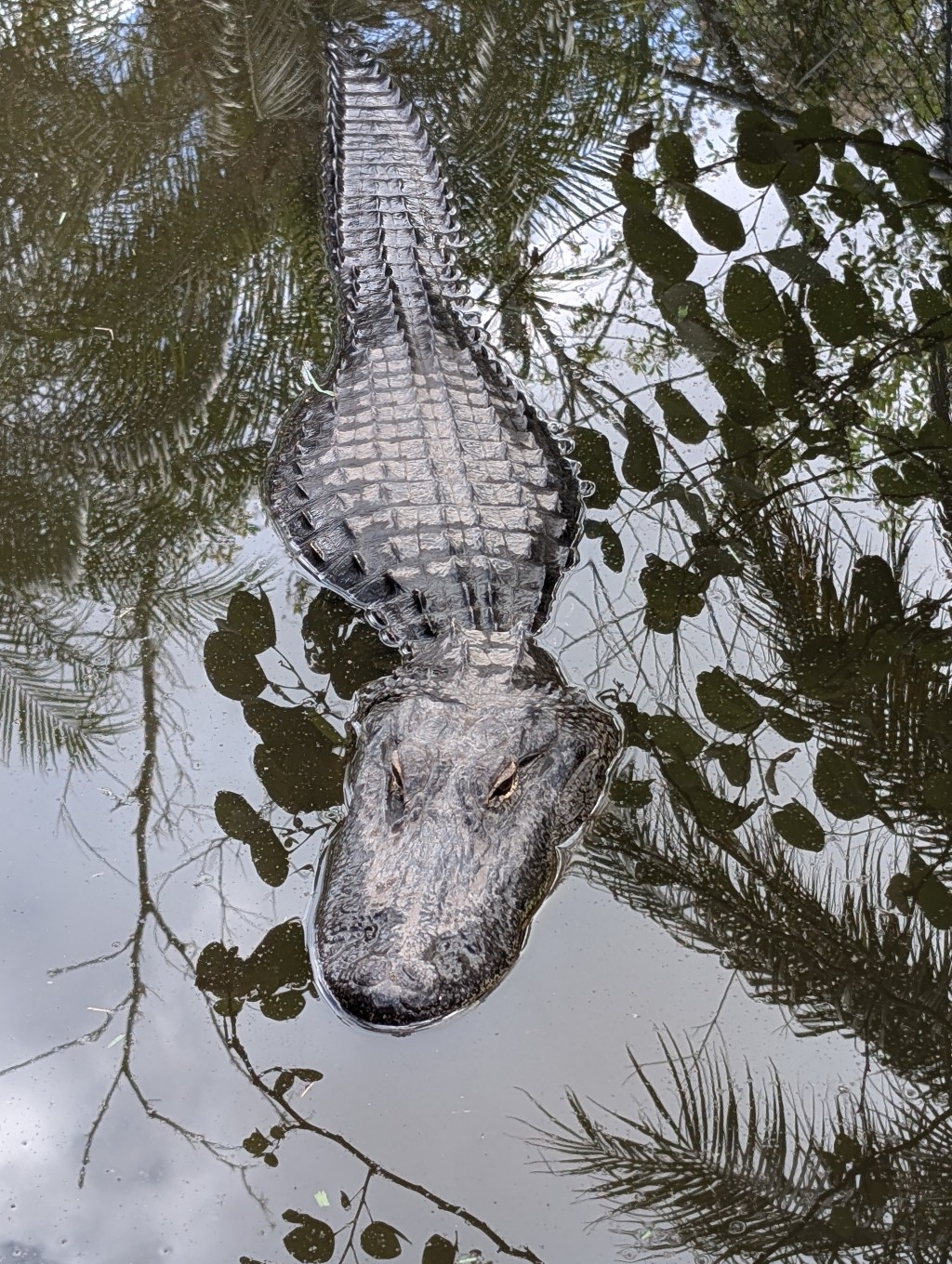 Fort Lauderdale and Everglades Tour (The Americas & Antarctic Explorer Viking Cruise pre-extension 10-24-24)