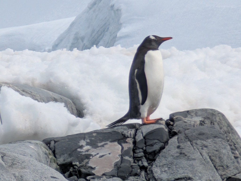 “P” is for…….PENGUINS!